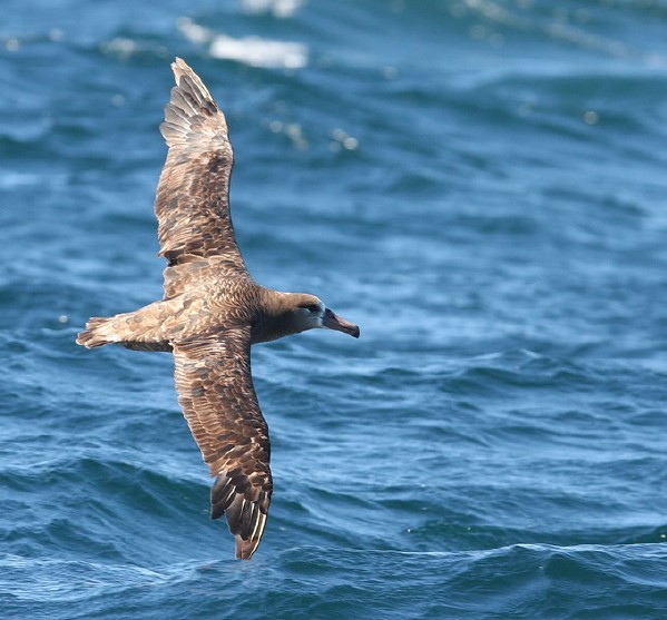 Black-footed Albatross